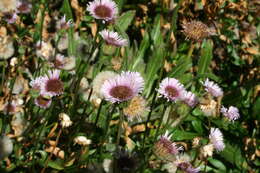 Image of oneflower fleabane