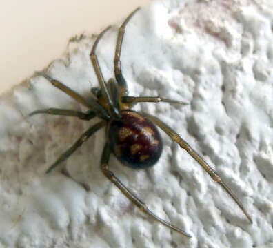 Image of Steatoda