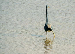 Image de Aigrette tricolore