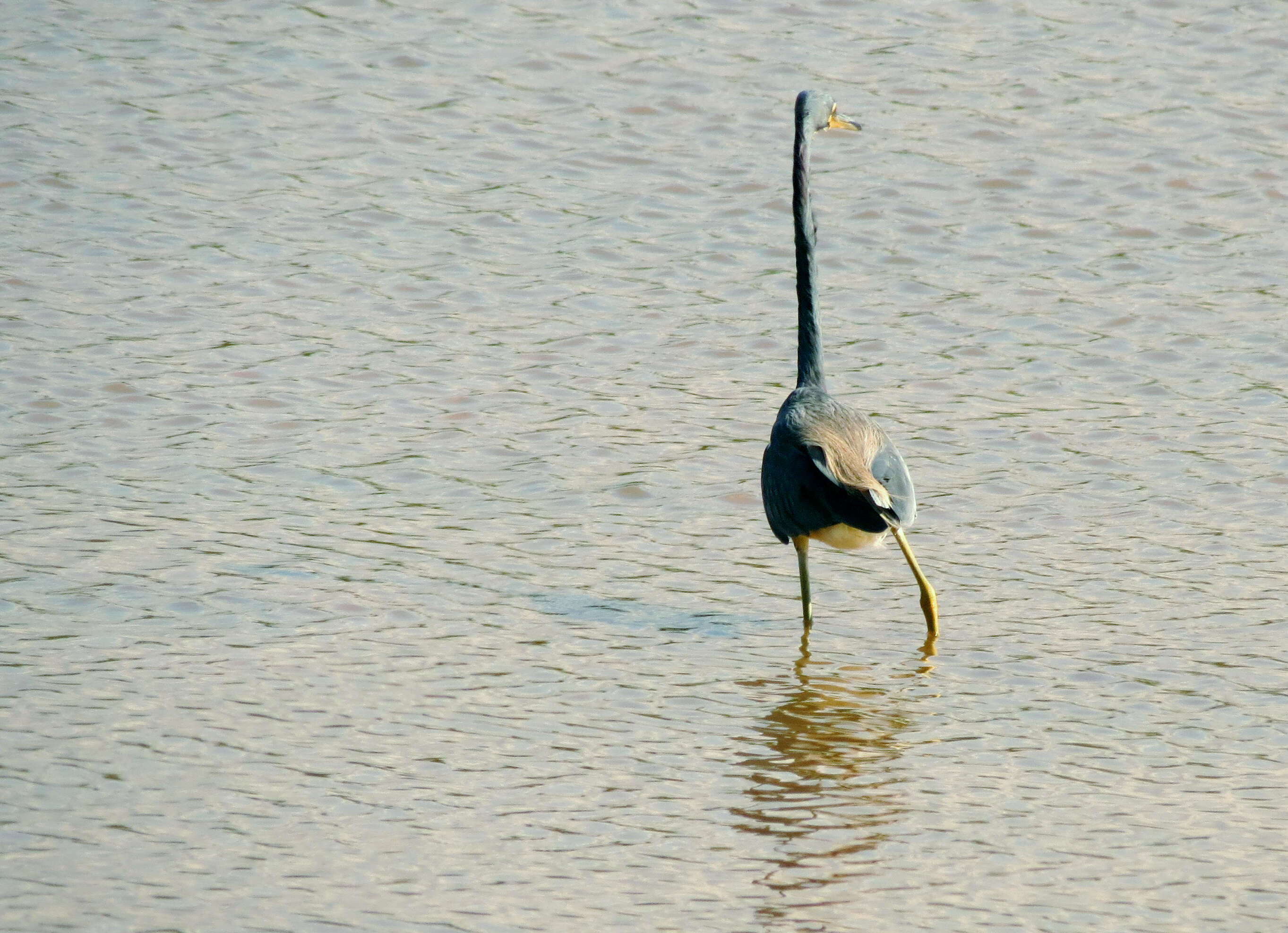 Image de Aigrette tricolore