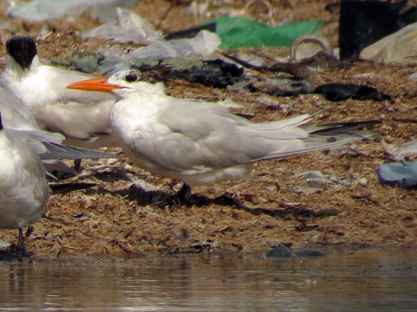 Image of Royal Tern