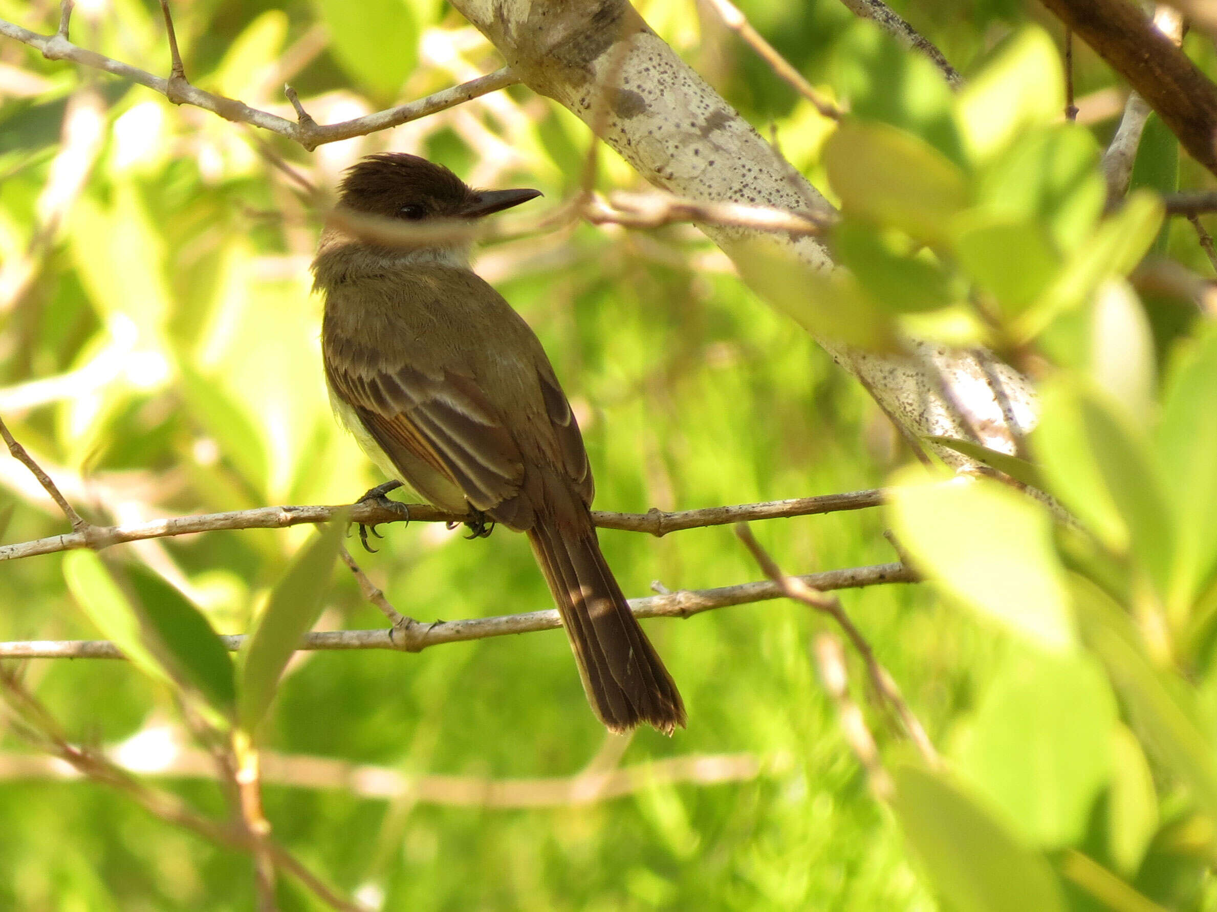 Image of Dusky-capped Flycatcher