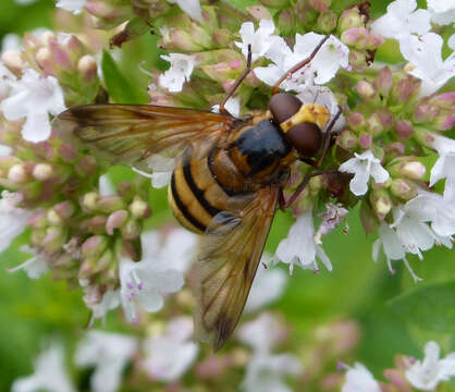 Image of lesser hornet hoverfly