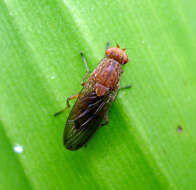 Image of heleomyzid flies