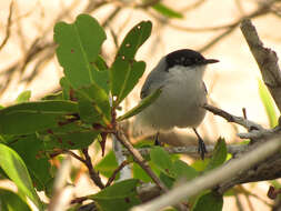 Image of White-lored Gnatcatcher