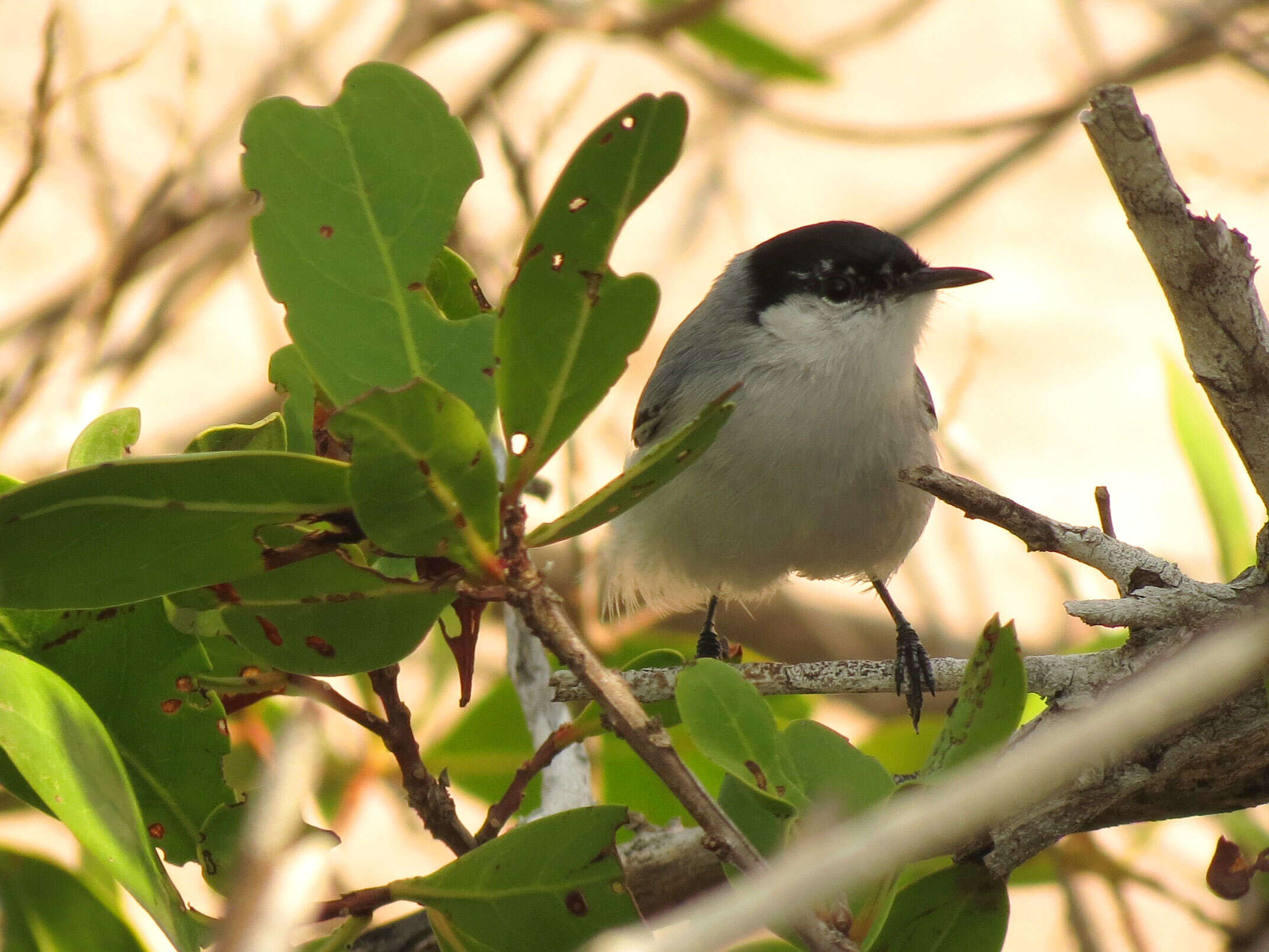 Image of White-lored Gnatcatcher