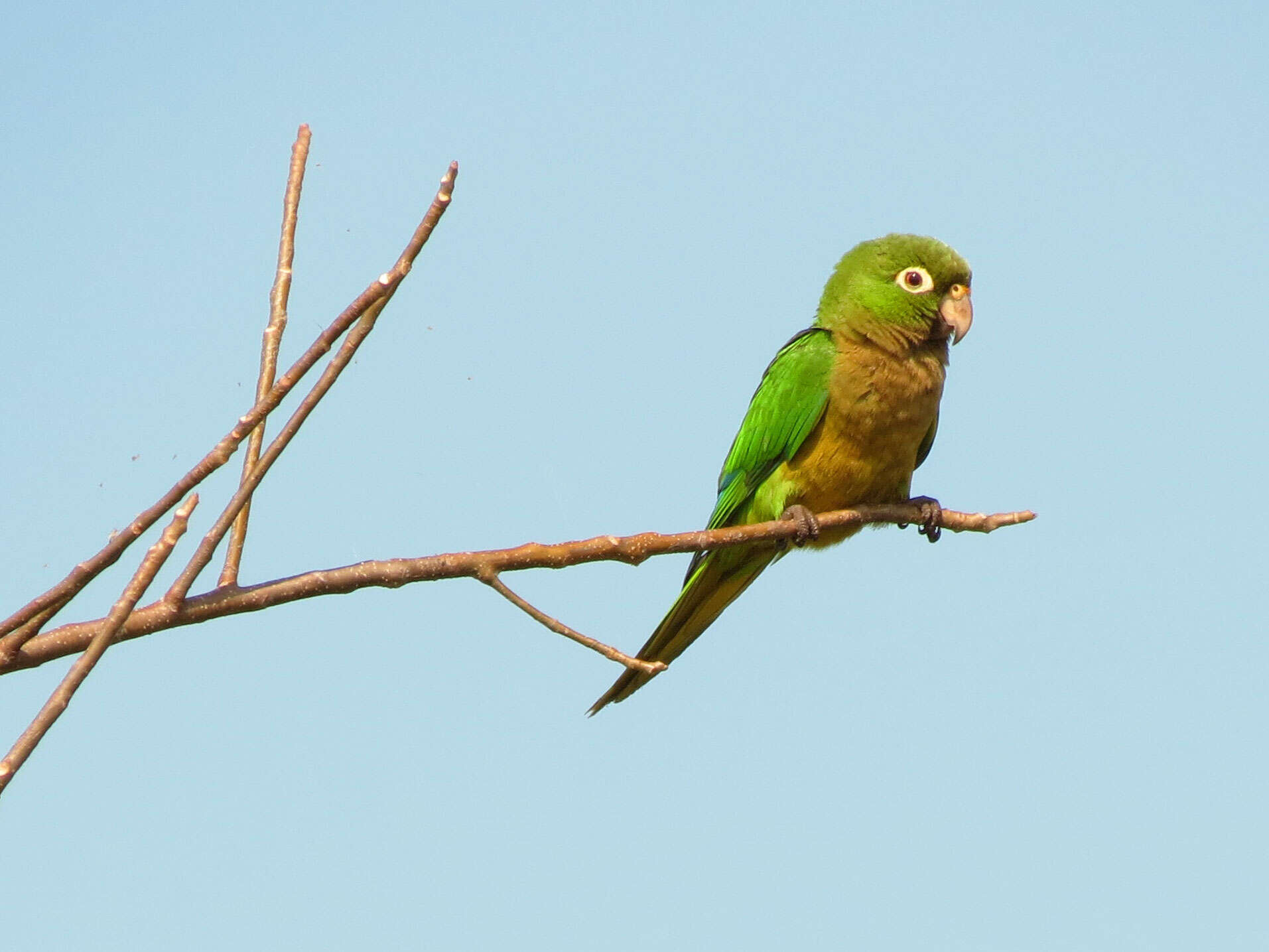 Image of Aratinga nana