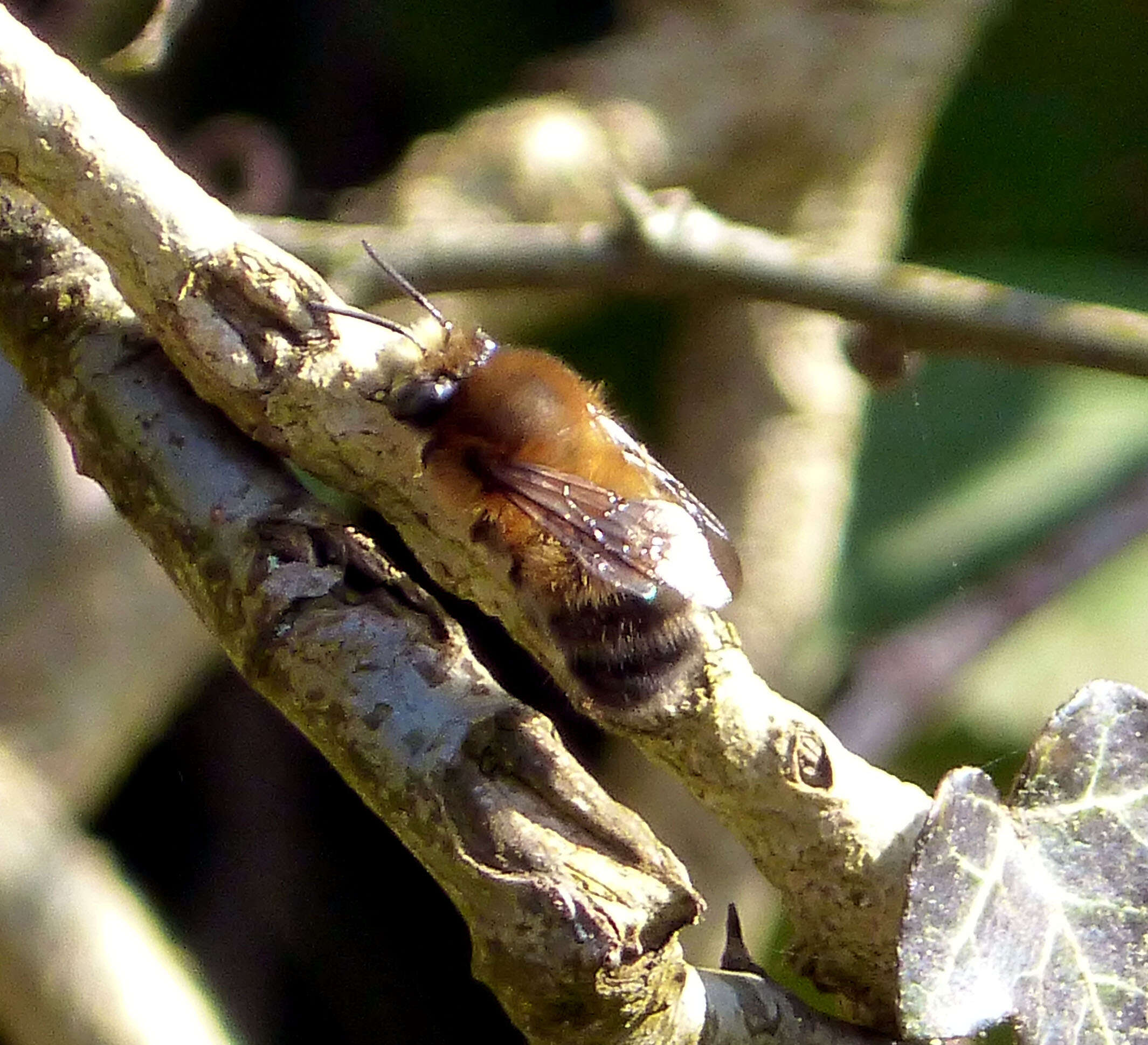 Image of Anthophora plumipes (Pallas 1772)