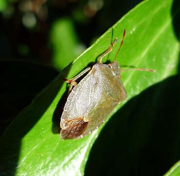 Image of Green shield bug