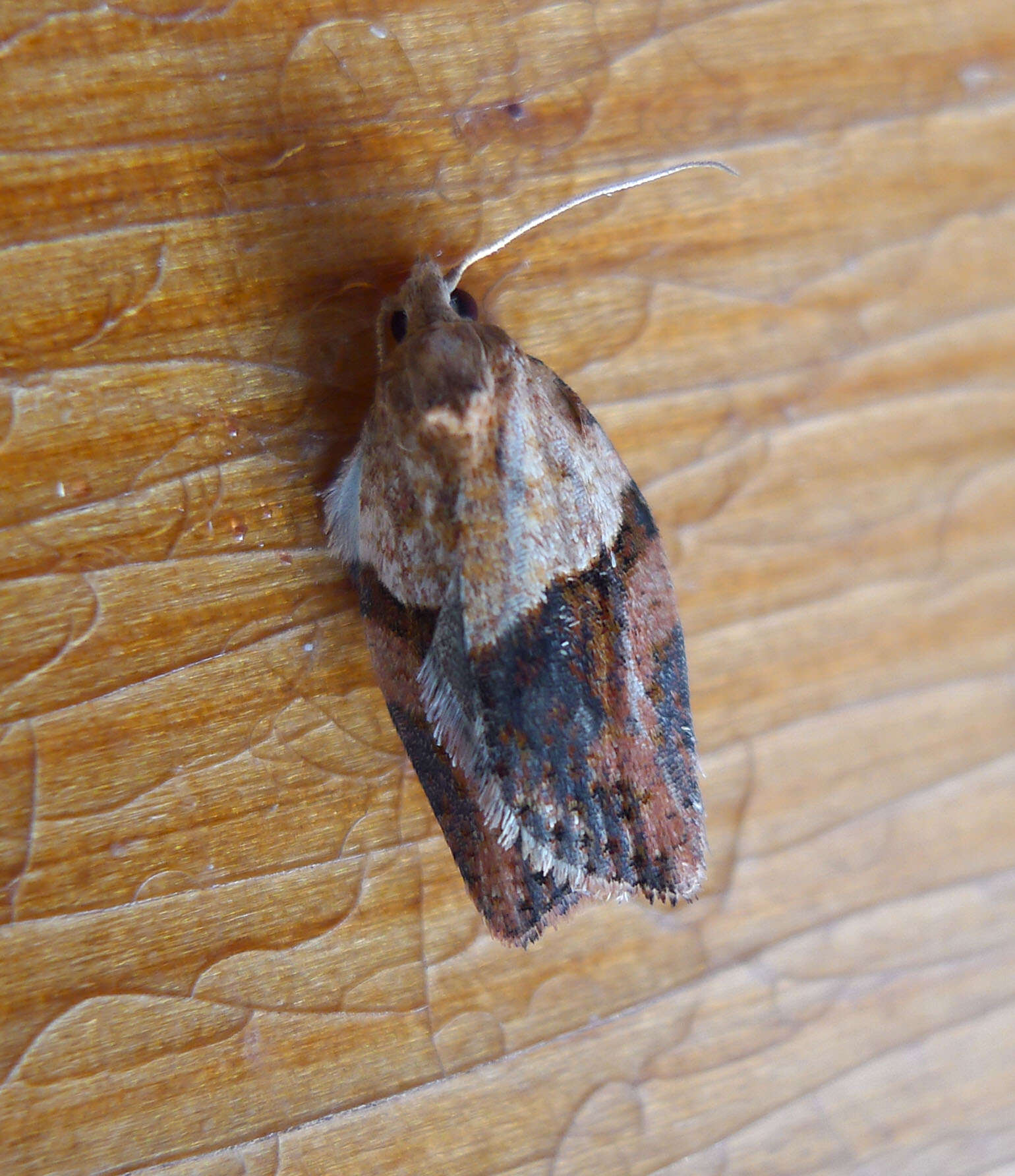 Image of Light brown apple moth