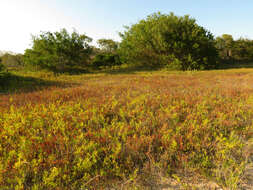 Image of dwarf saltwort