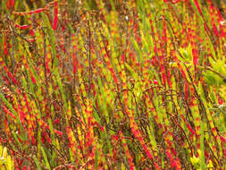 Image of dwarf saltwort