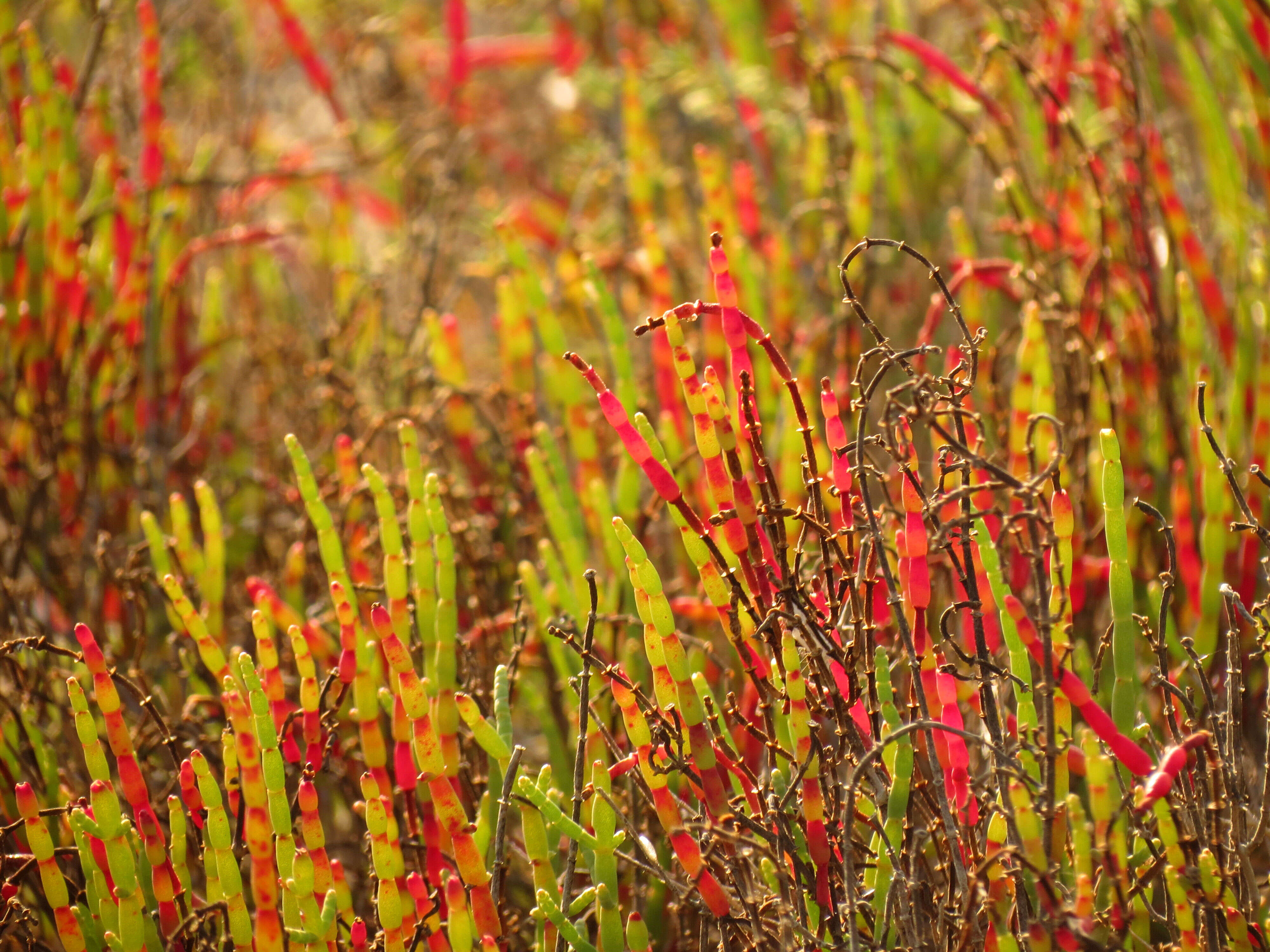 Image of dwarf saltwort