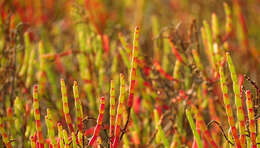 Image of dwarf saltwort