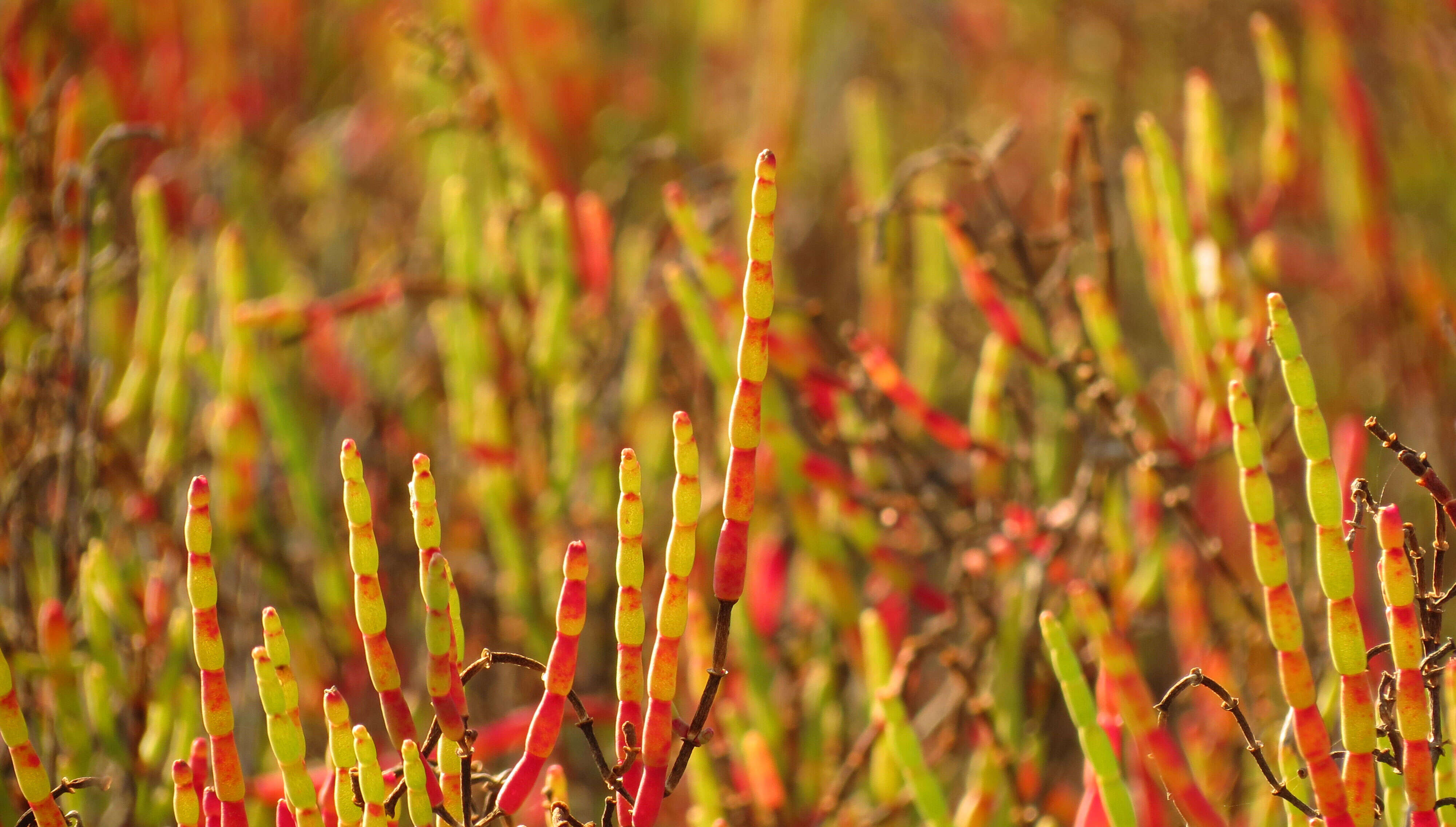 Image of dwarf saltwort