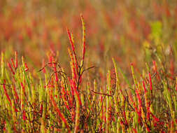 Image of dwarf saltwort