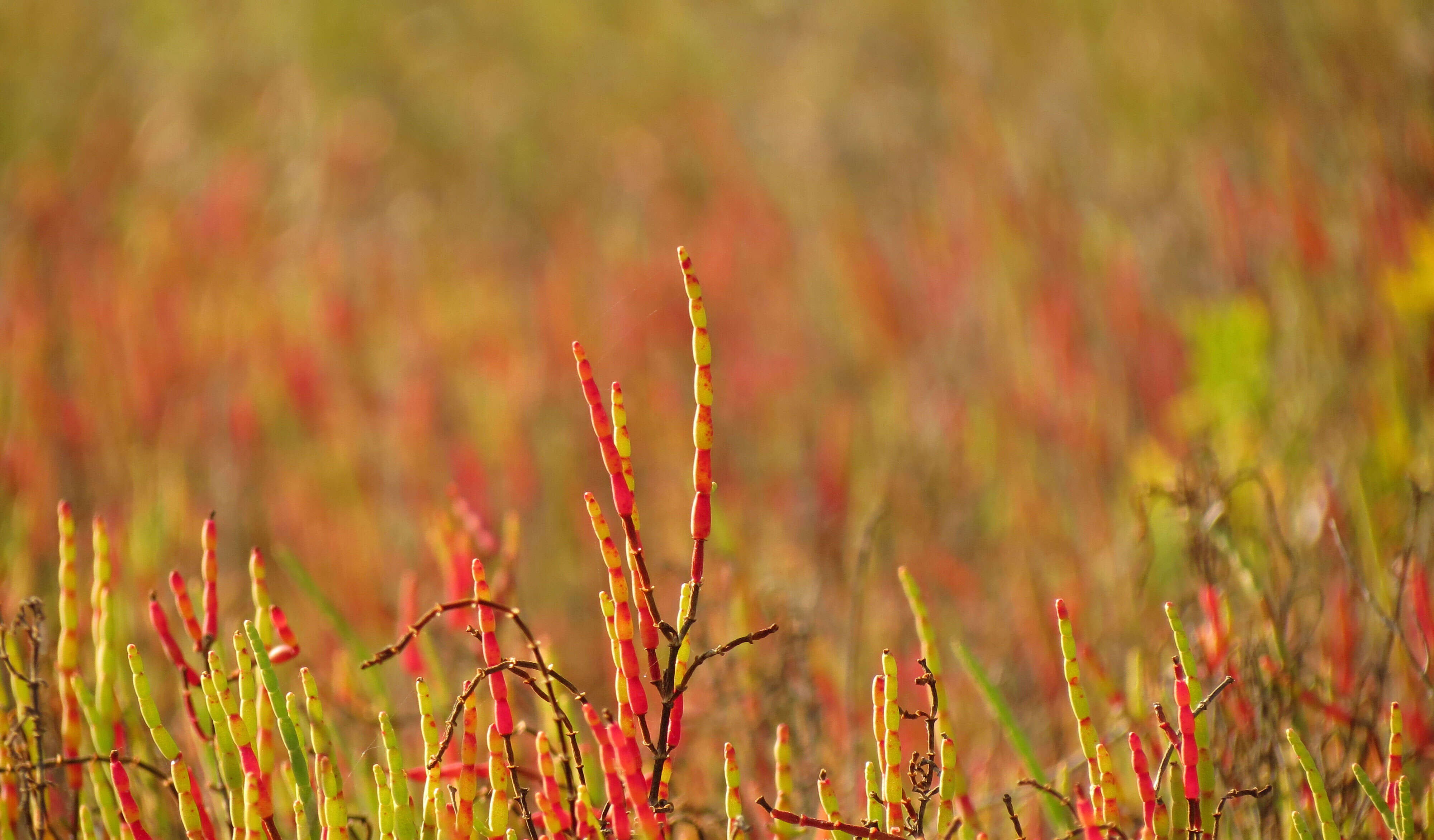 Image of dwarf saltwort