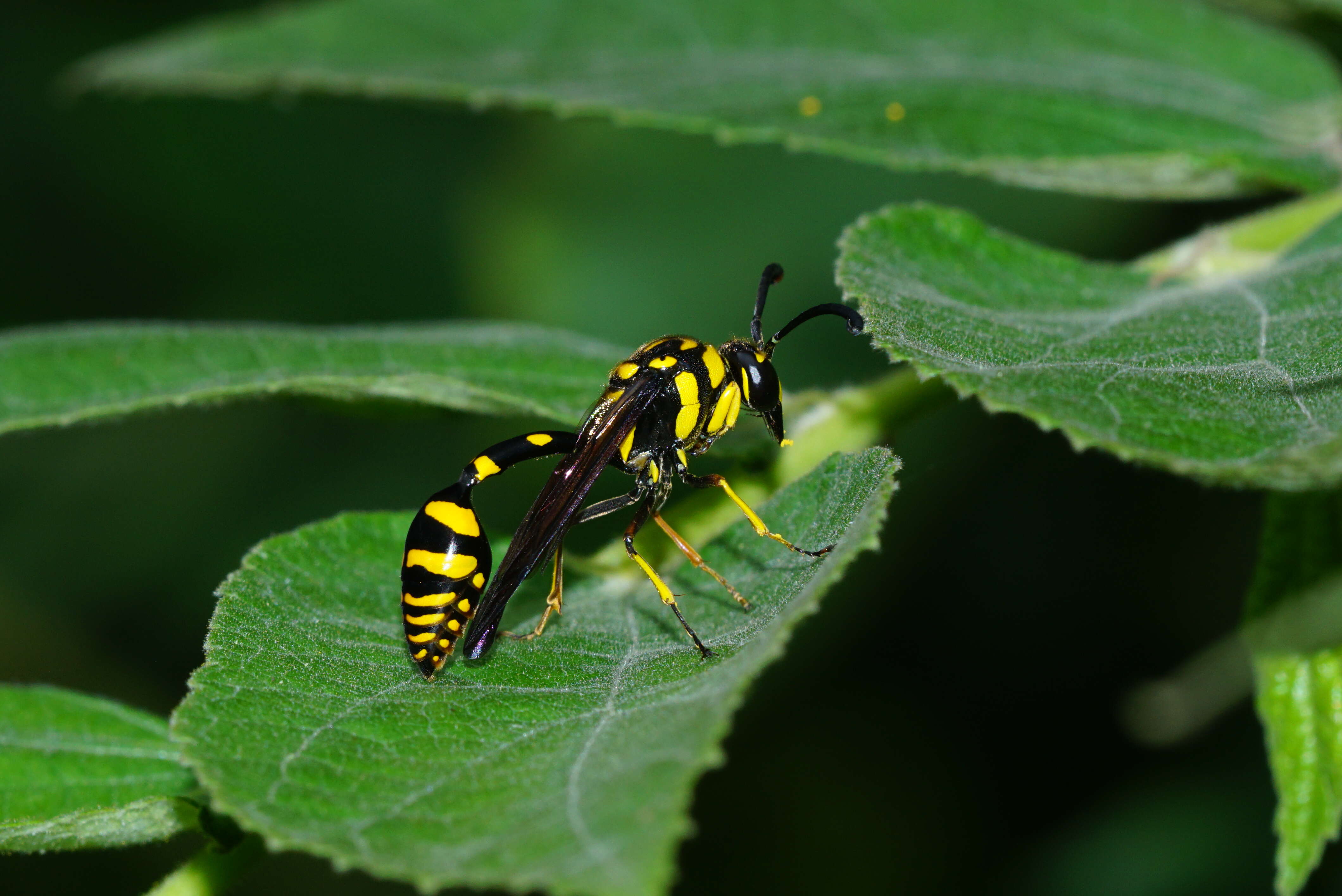 Phimenes flavopictus (Blanchard 1845)的圖片