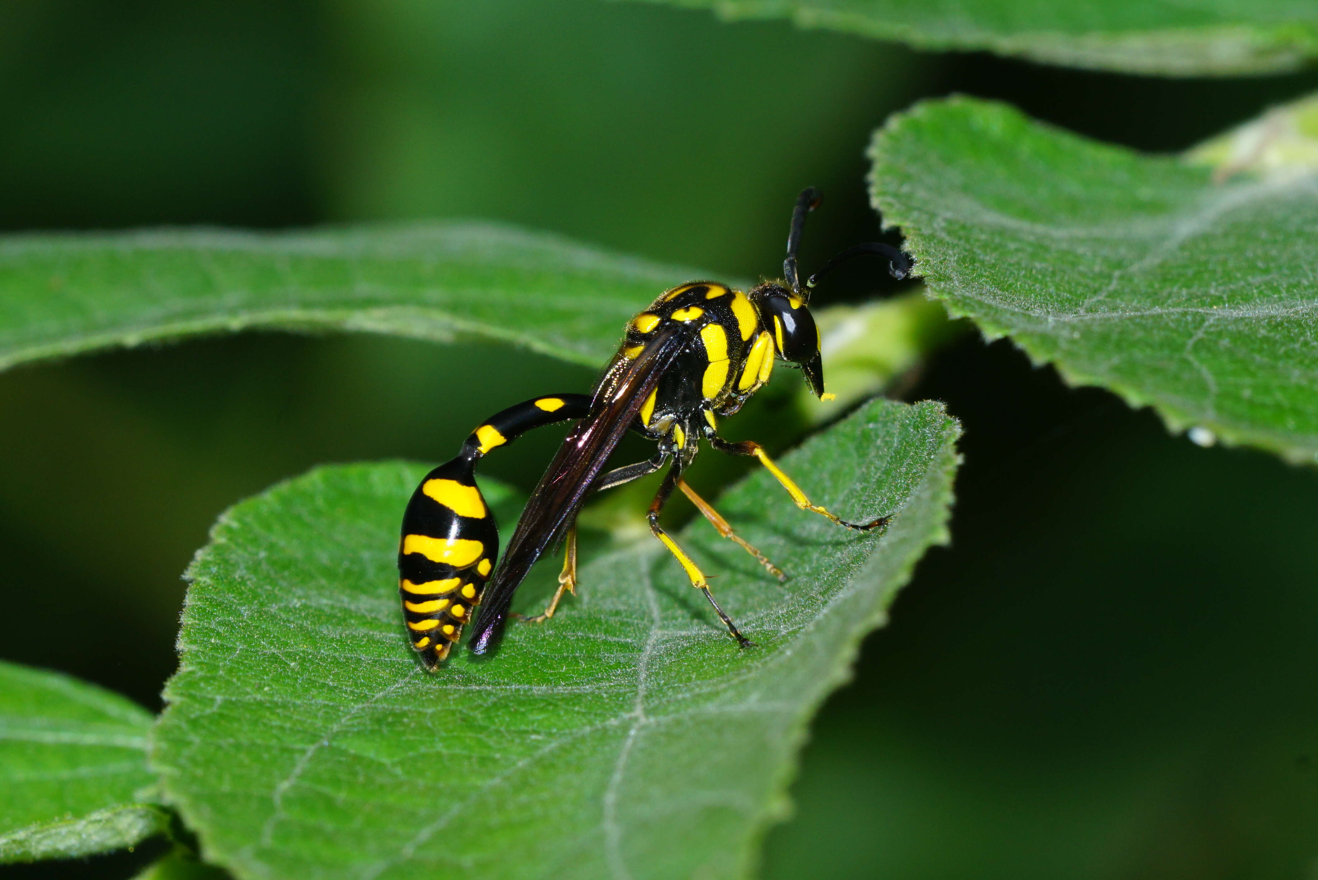 Phimenes flavopictus (Blanchard 1845)的圖片