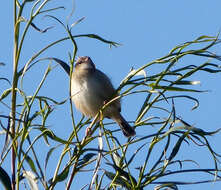 Image of Sylvia communis