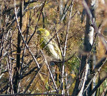 Image of serin, european serin