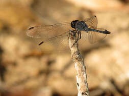 Image of Seaside Dragonlet