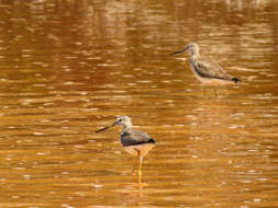 Image of Greater Yellowlegs