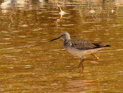 Image of Greater Yellowlegs