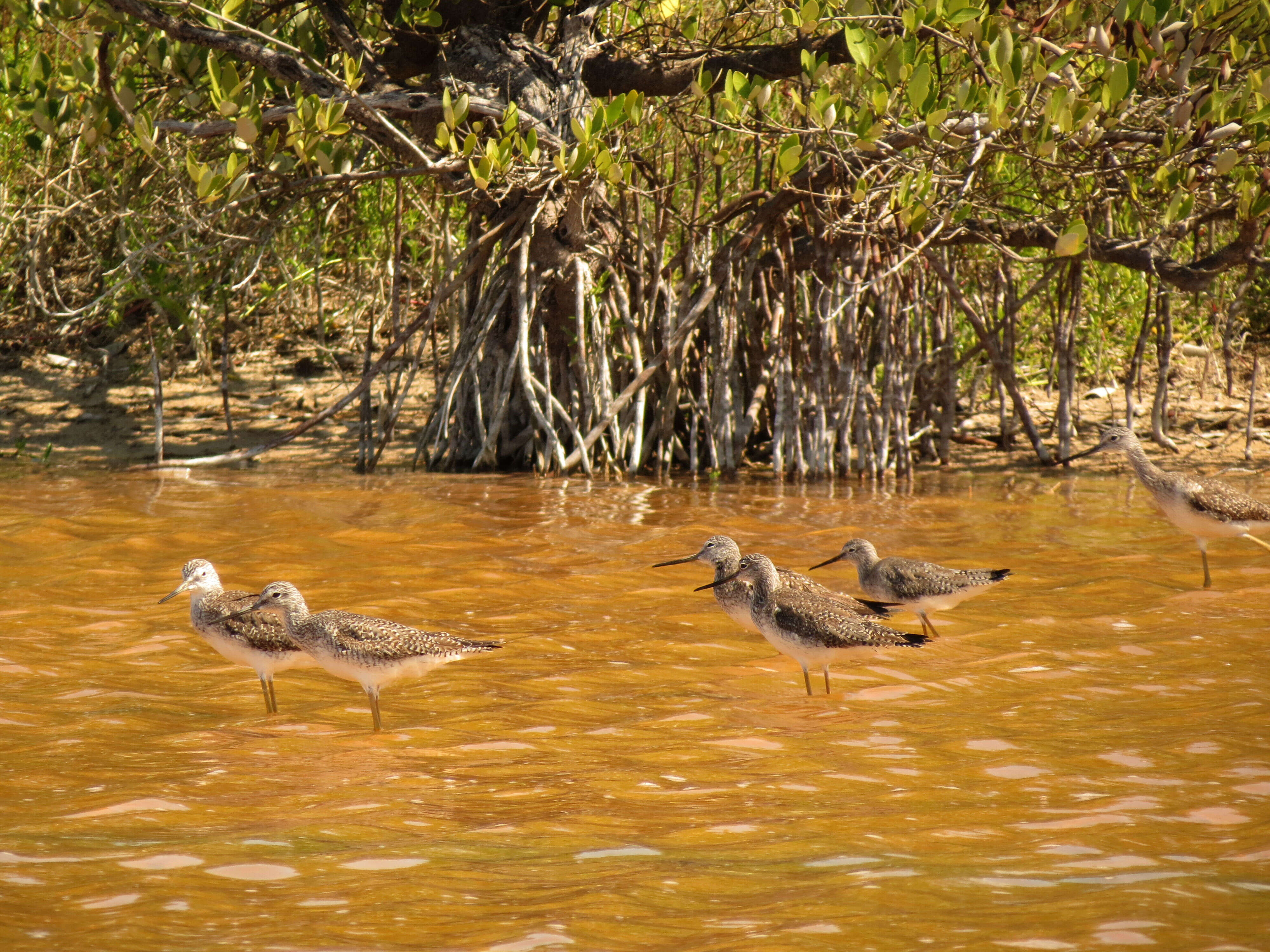 Image of Greater Yellowlegs