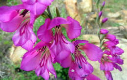 Image of Gladiolus illyricus W. D. J. Koch