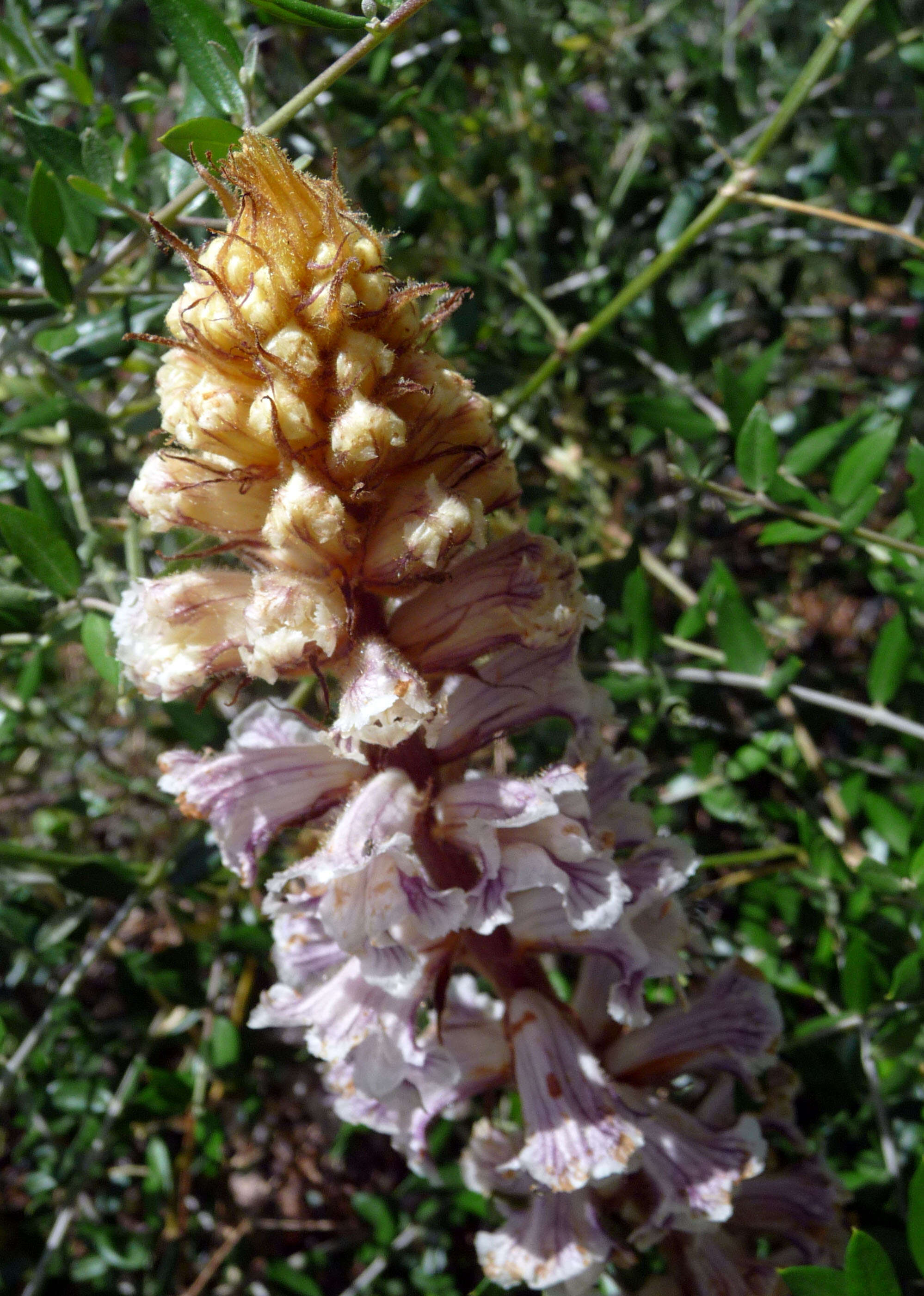 Image of bean broomrape