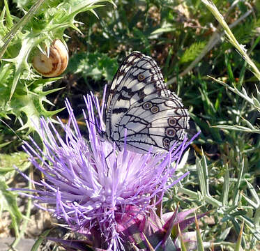 Image of Melanargia ines Hoffmannsegg 1804