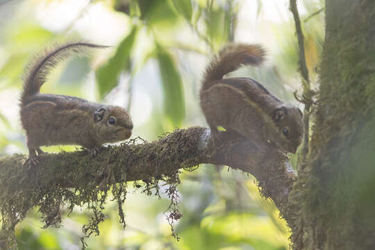 Tamiops mcclellandii (Horsfield 1840) resmi