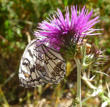 Image of Melanargia ines Hoffmannsegg 1804