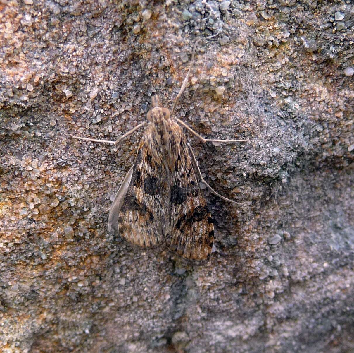 Image of Nomophila noctuella Schiffermüller