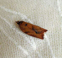 Image of Light brown apple moth