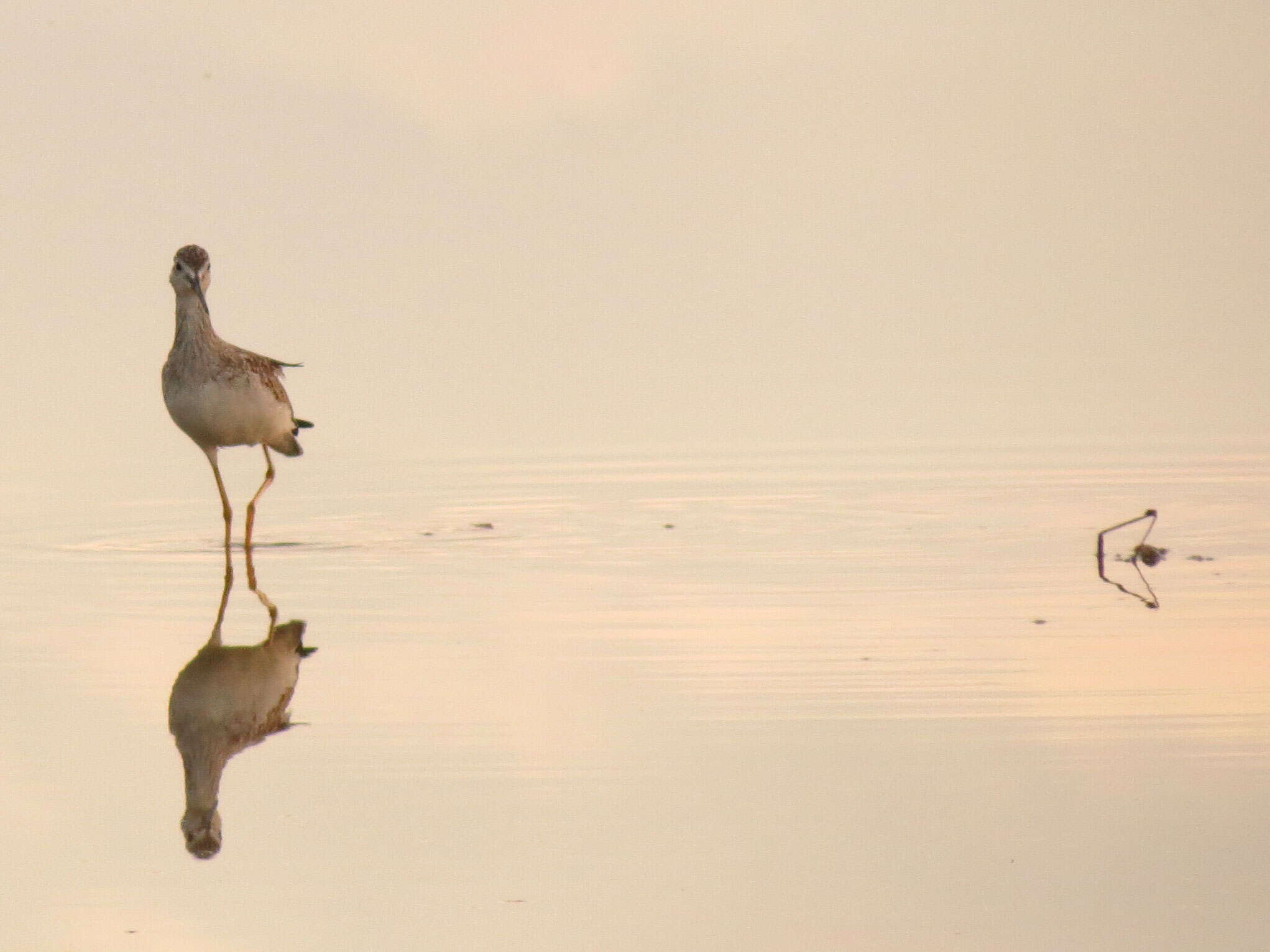 Image of Greater Yellowlegs