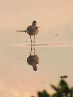 Image of Greater Yellowlegs