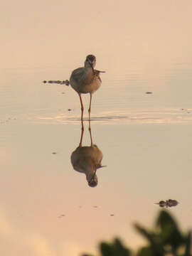 Image of Greater Yellowlegs