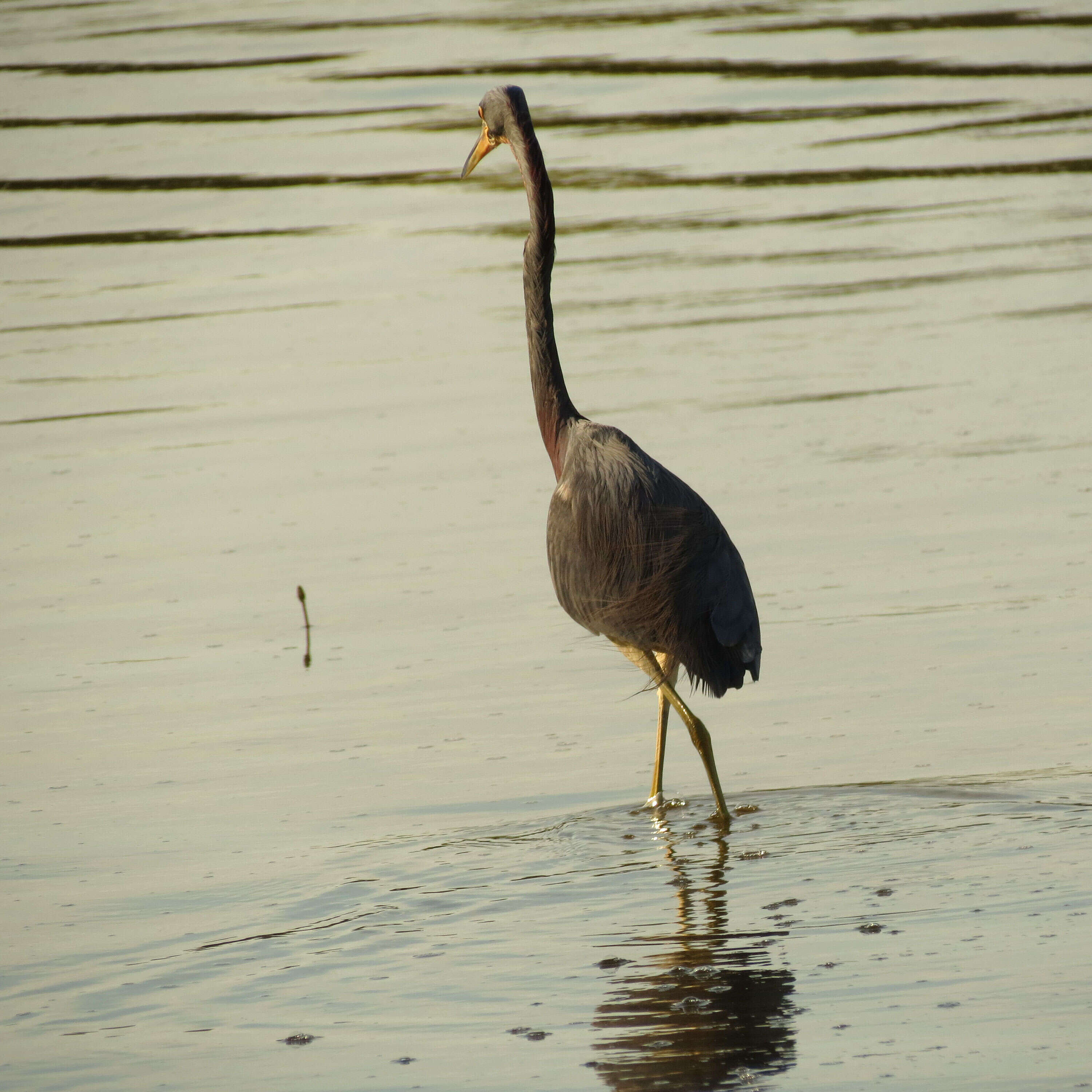 Image de Aigrette tricolore