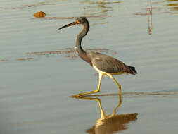 Image de Aigrette tricolore