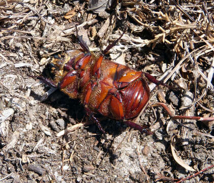 Image of European rhinoceros beetle