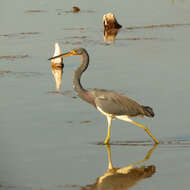 Image de Aigrette tricolore