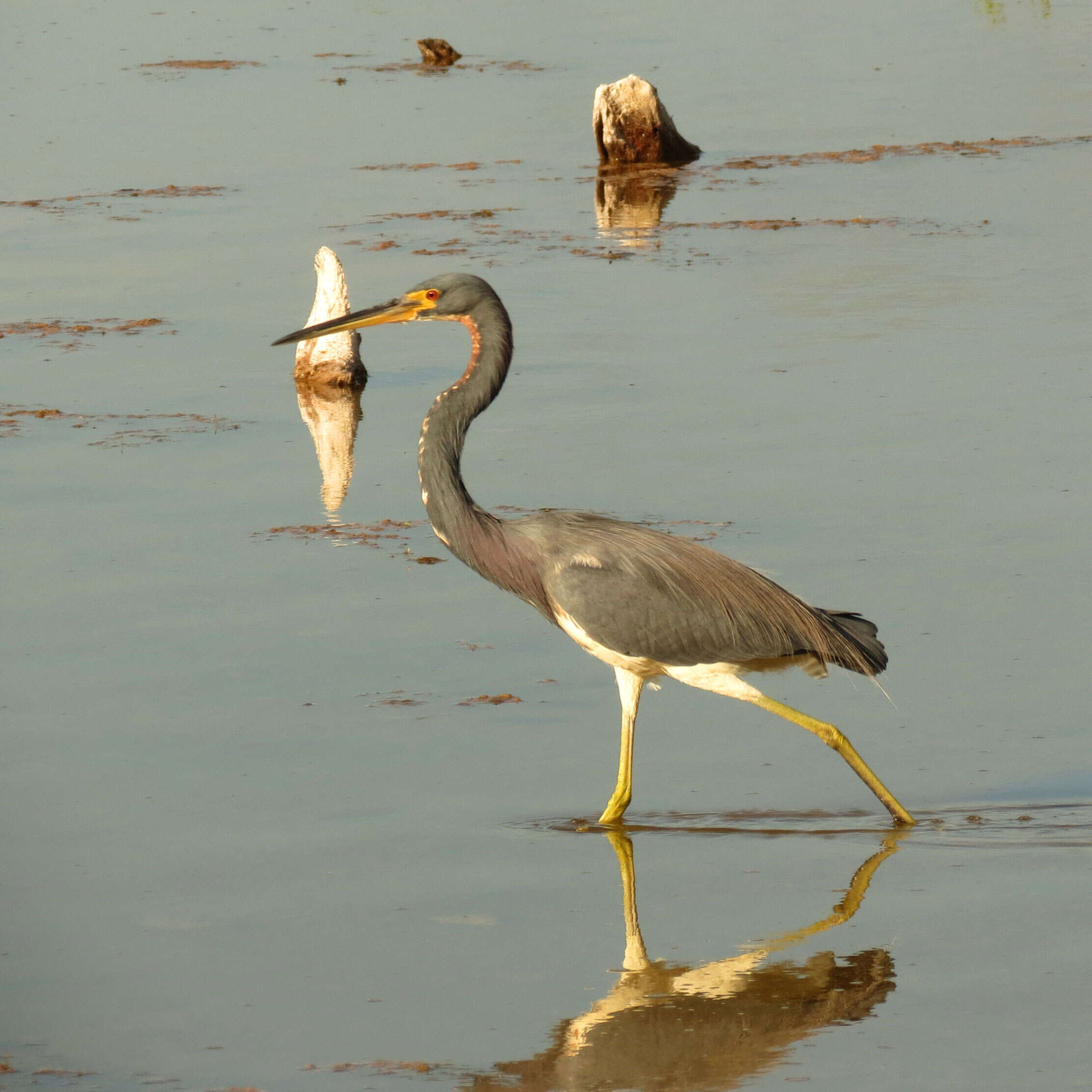 Image de Aigrette tricolore