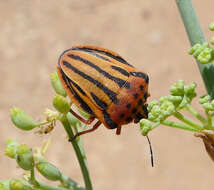 Image of <i>Graphosoma semipunctatum</i>