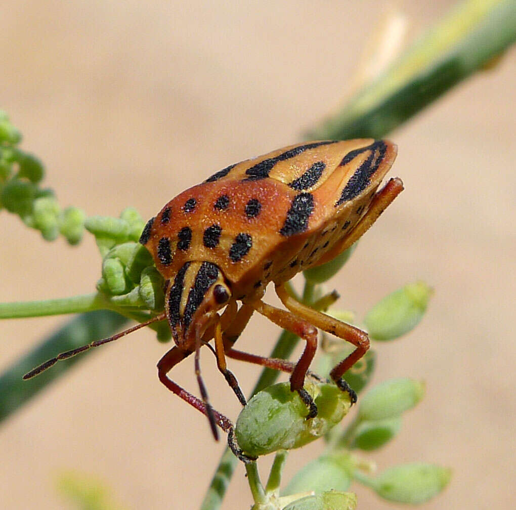 Image of <i>Graphosoma semipunctatum</i>