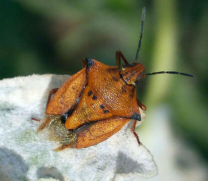 Image of Carpocoris