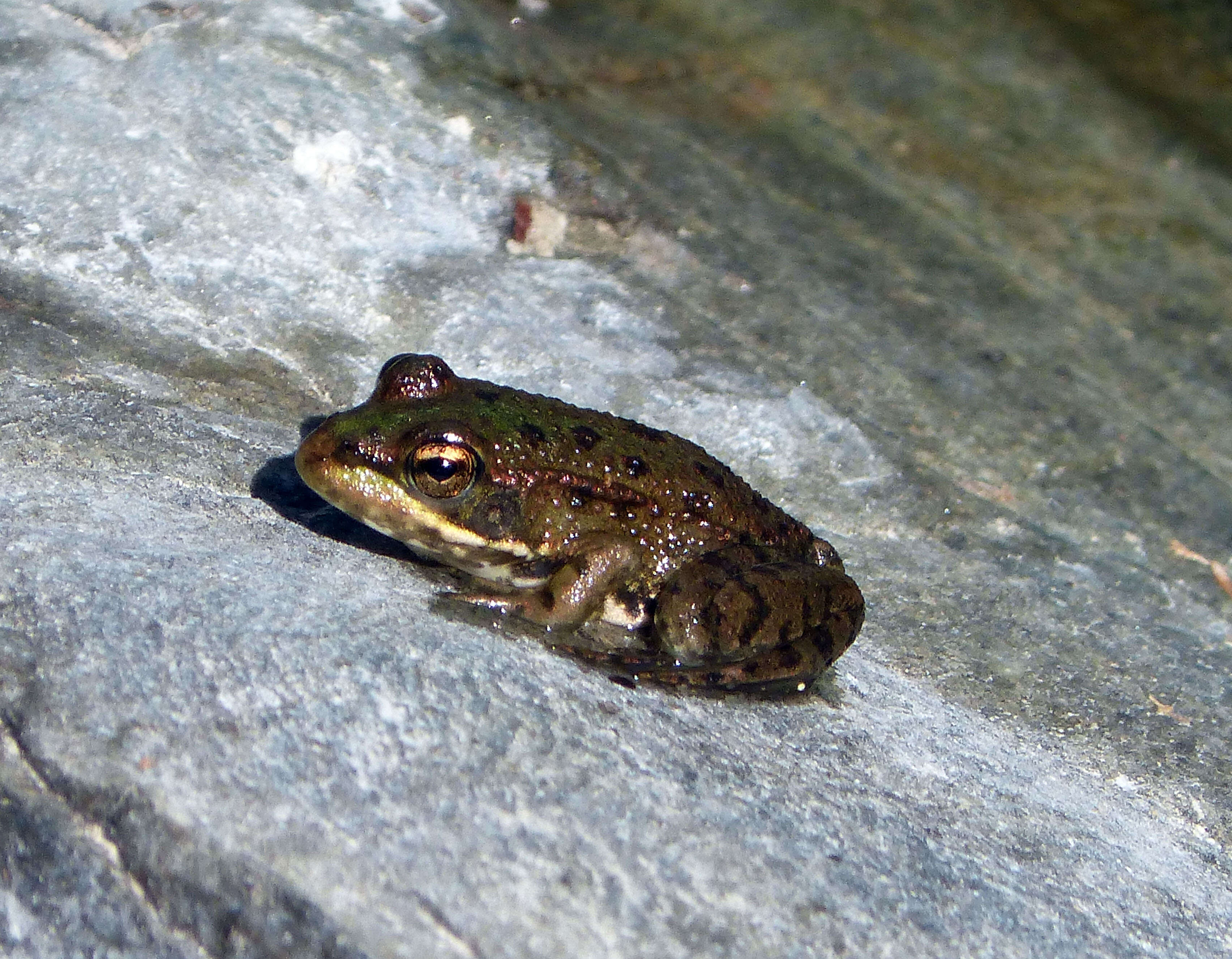 Image of Perez's Frog