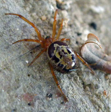 Image of Cobweb weaver