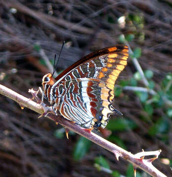 Image of Two-tailed Pasha